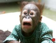 SAD MONKEY SAD MONKEY